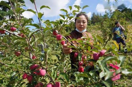 瓜果飄香采摘忙，架起鄉(xiāng)村振興富民路